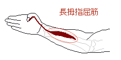 長拇指屈筋
