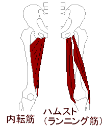 内転筋・ハムストリングス