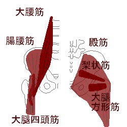 足の付け根の筋肉