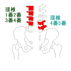 腰の骨の調整箇所