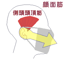 顔面筋とマスク