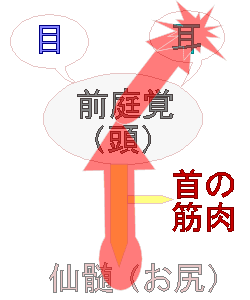 お尻から耳へ異常信号
