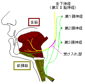 舌下神経（第12脳神経）