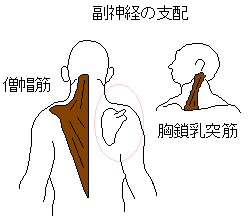 副神経の支配
