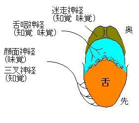 舌と神経