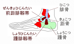 前距腓靱帯と踵腓靱帯