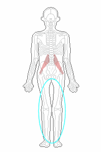 大腰筋、足のむくみ