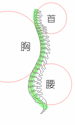 脊柱カーブ