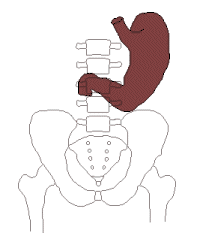 夏ばてで胃が下がる