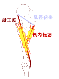 足の付根のリンパ節