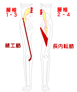 腰椎と縫工筋・長内転筋