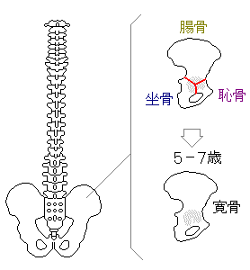 寛骨の完成は5-7才