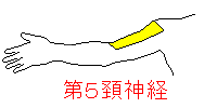 第５頚神経