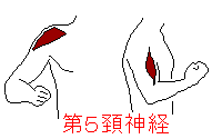 第５頚神経の筋肉