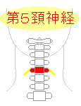 第５頚神経