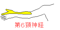 第６頚神経の知覚部位