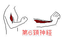 第６頚神経の筋肉