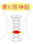 第６頚神経