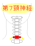 第７頚神経