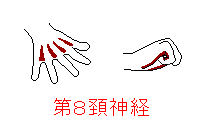 第８頚神経の筋肉
