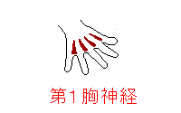 第１胸神経の筋肉
