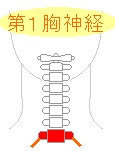 第１胸神経