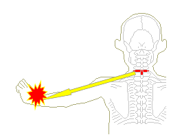 第6頚椎と手首の動き