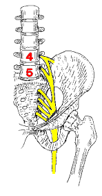 座骨神経　腰部