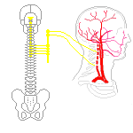 自律神経の血管支配