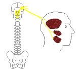 三叉神経の筋支配