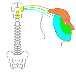 三叉神経の知覚支配