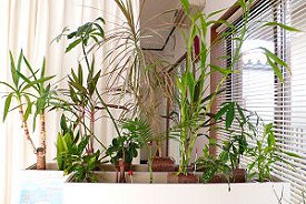 オフィスの緑パーテーション