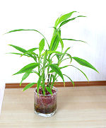 ミリオンバンブー