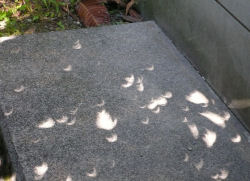 枇杷の木の、木漏れ日